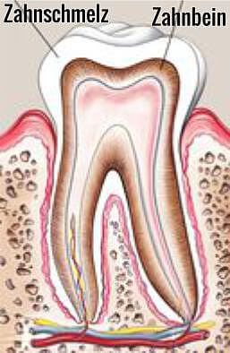 Zahn mit Zahnschmelz grafik