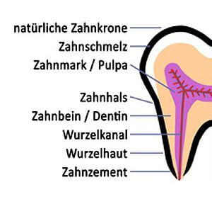 Backenzahn im Schnitt